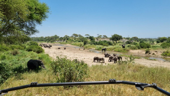 Call of the Savannah: Tanzania’s Ultimate Safari Trip 10 Feb, 2026