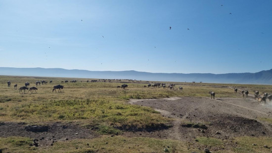 Call of the Savannah: Tanzania’s Ultimate Safari Trip 10 Feb, 2026