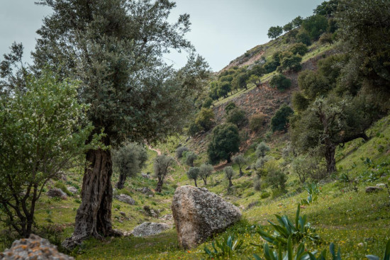 Wadi Al Rayyan 27 Mar, 2026