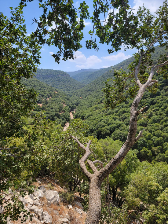 Inbeh Forest Trail