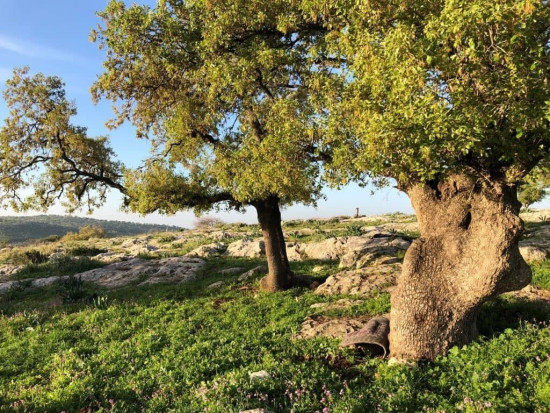 Umm Qais (Gadara) - Almond trail
