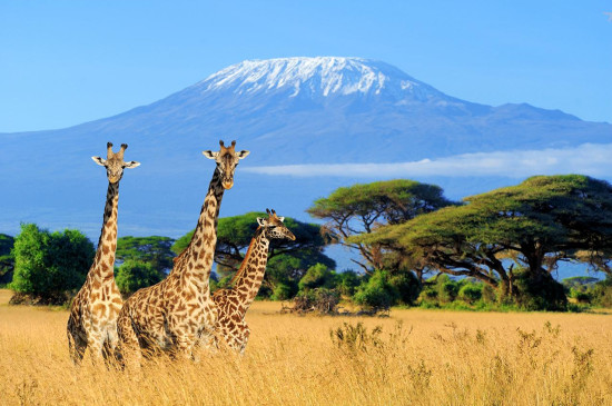 Call of the Savannah: Tanzania’s Ultimate Safari Trip 10 Feb, 2026